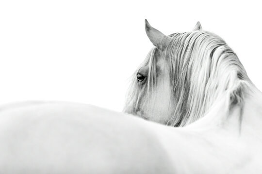 White horse in fine art style looking over his back