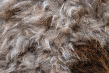 Background close-up of skins with ram fur.