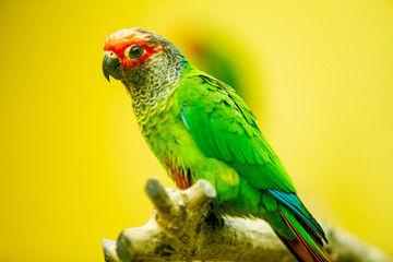 beautiful love bird with colourful feather