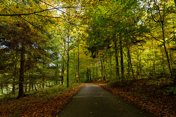 Road in the autumn forest.