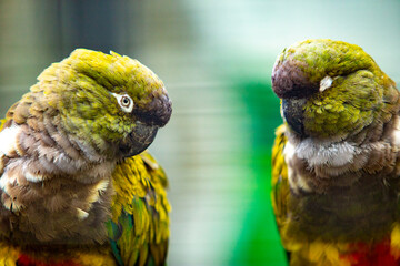 beautiful love bird with colourful feather