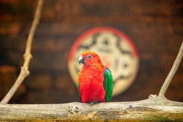 beautiful single love bird with colourful feather