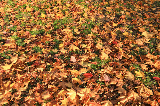 Autumn leaves on a meadow, background