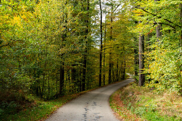 Road in the autumn forest.