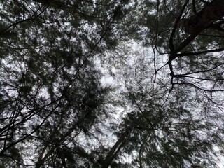 trees and sky