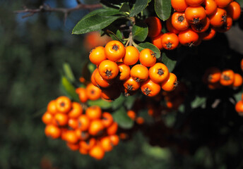 Scarlet firethorn plant with dark background. (Pyracantha coccinea)