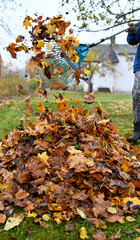 raking fallen leaves in back garden october 22 2022