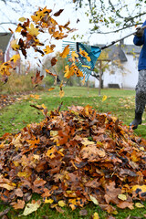 raking fallen leaves in back garden october 22 2022