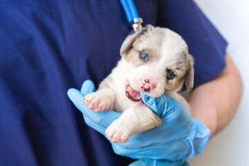 Cropped image of handsome male veterinarian doctor with stethoscope holding merle cute funny welsh...
