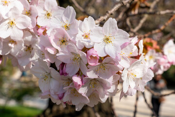 Close-up of pink flowers in full bloom on a Cherry tree on a sunny spring day. Shot in the Jardin des Plantes - main botanical garden in Paris, France.
