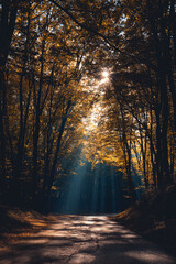 light through the autumn trees