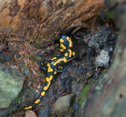 Salamander wanderer in the forest