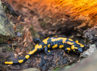 Salamander wanderer in the forest