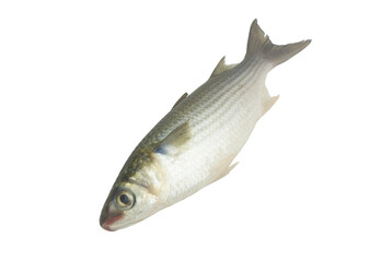 Whole raw flathead mullet fish isolated on white background.