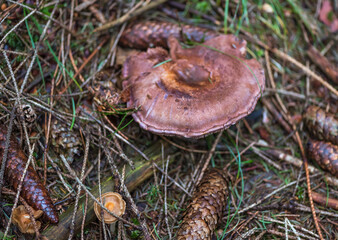 Autumn season, forest magic world with mushrooms