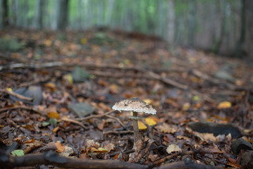 Autumn season, forest magic world with mushrooms