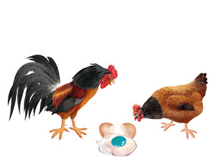 coq, oeuf au plat, poêle, poêlé, poule, oiseau, ferme, oeuf, coloré, étonné, étonnant, drapeau, regardant, français, domestique, couple, cassé, nature, volaille, lgbt, poussin, bleu, rose, vert, drape