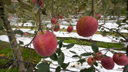 apples on an apple tree branch