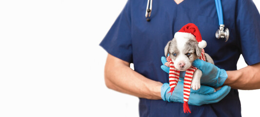 Cropped image of male veterinarian doctor with stethoscope holding cute merle puppy in Christmas...