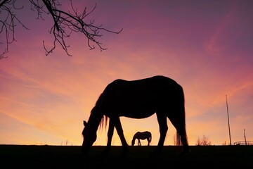Fototapeta na wymiar horse silhouette in the countryside and sunset background in summertime