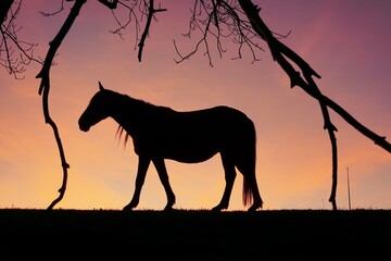 Fototapeta premium horse silhouette in the countryside and sunset background in summertime