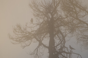 Obraz premium Tree and Canary Islands ravens Corvus corax canariensis in the fog at dawn. The Nublo Rural Park. Gran Canaria. Canary Islands. Spain.