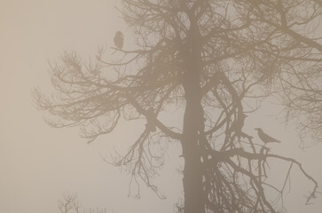 Tree and Canary Islands ravens Corvus corax canariensis in the fog at dawn. The Nublo Rural Park. Gran Canaria. Canary Islands. Spain.