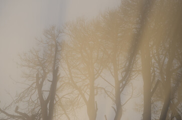 Forest in the fog at dawn with a Canary Islands raven Corvus corax canariensis to the left. The Nublo Rural Park. Gran Canaria. Canary Islands. Spain.