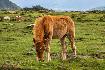 Wild horses along the road to San Andres de Teixido, A Coruna Province, Galicia, Spain