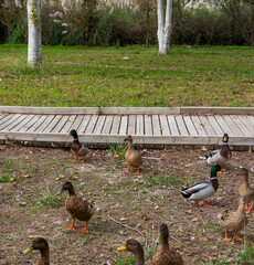 Muchos patos en el parque