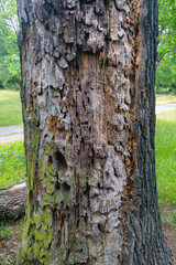 View of the trunk of an old and sick tree. Rotten wood.