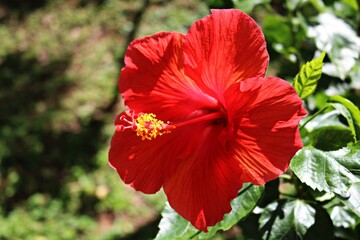 Red Hibiscus Flower in Garden