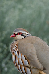 Red-legged partridge Alectoris rufa. The Nublo Rural Park. Gran Canaria. Canary Islands. Spain.