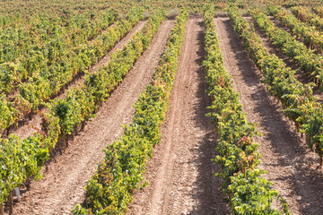 Fototapeta na wymiar rows of vines of the Tempranillo grape variety. Cenicero. La Rioja. Autumn 