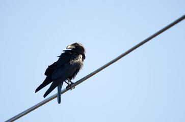 Canary Islands raven Corvus corax canariensis. The Nublo Rural Park. Tejeda. Gran Canaria. Canary...