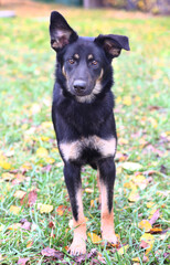 black dog full body photo on green grass background