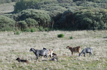 Herd of goats Capra aegagrus hircus. Gran Canaria. Canary Islands. Spain.