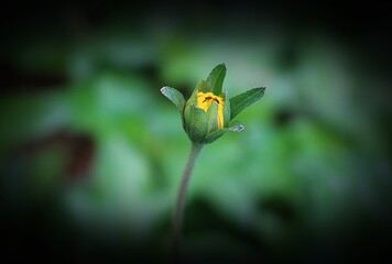 Yellow Flower Bud