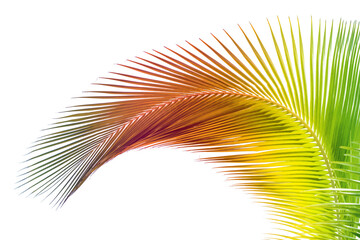 Obraz premium Palme arc-en-ciel sur fond blanc 