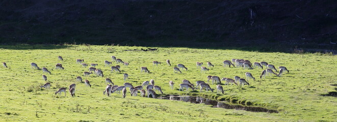 The Cumbrian Plains. Deer go to water.