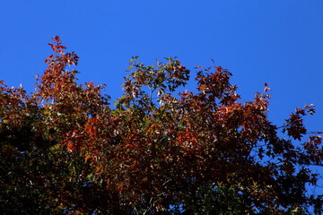Autumn Colour against Vivid Blue Sky.