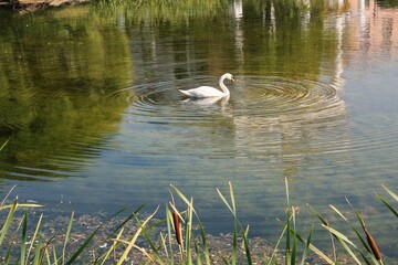 Naklejka na ściany i meble White swan swimming in a pond. Migratory, wild birds sanctuary on lake in nature concept. Landscape with floating bird in artificial river. Wildlife reserve in water. Spring nest. Waterfowl shelter