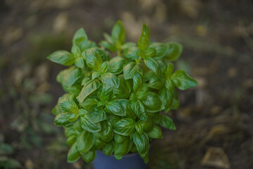 Leaves of young basil in a pot close-up from above. Fresh ecological greens for breakfast in every home. Ecological products with their own hands on the balcony. Greenery in the home garden