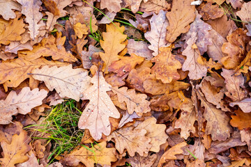 Close-up background of fallen dry oak leaves. Leaf fall, autumn. Selective focus.