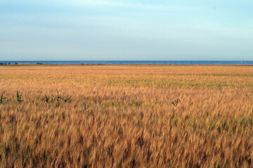 wheat field in the summer