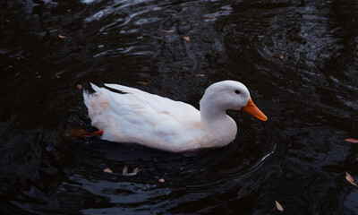 white duck swimming in the water