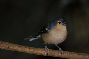 Common chaffinch Fringilla coelebs canariensis. Male. The Nublo Rural Park. Tejeda. Gran Canaria. Canary Islands. Spain.