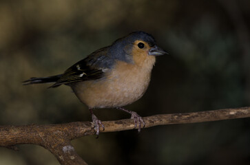 Common chaffinch Fringilla coelebs canariensis. Male. The Nublo Rural Park. Tejeda. Gran Canaria. Canary Islands. Spain.