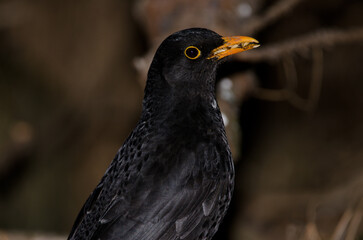 Common blackbird Turdus merula cabrerae. Male with seeds in its beak. The Nublo Rural Park. Tejeda. Gran Canaria. Canary Islands. Spain.