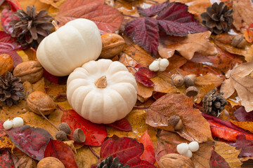 autumn background with white pumpkin and  colorful autumnal leaves